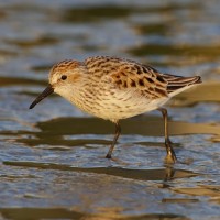 Western Sandpiper